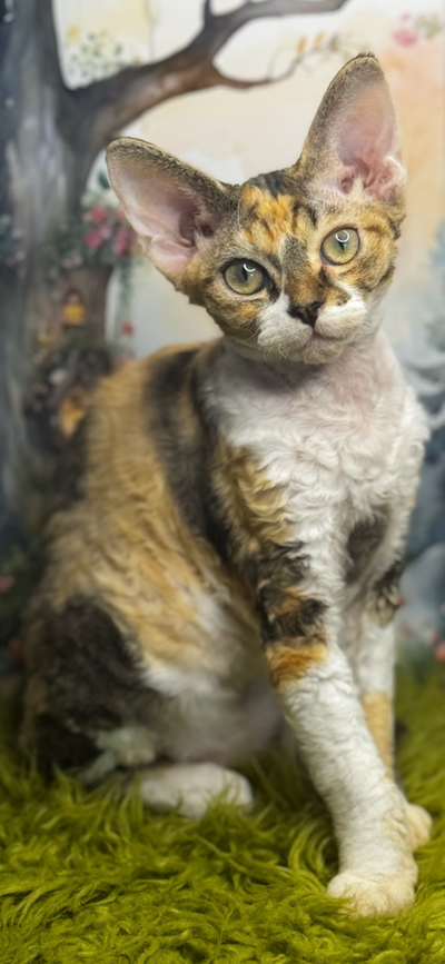 Devon rex kitten calico girl available, View more