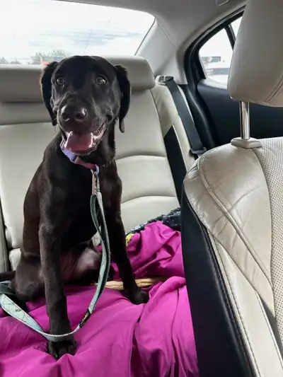 Belle labrador chocolat agée 5 mois pas vacciné ni vermifuger a vendre. Propre affectueuse habituer...