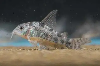 peppered catfish, View more