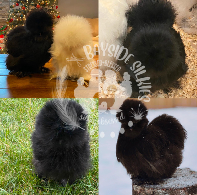 Purebred bearded Silkie chicken hatching eggs in Livestock in Barrie - Image 4