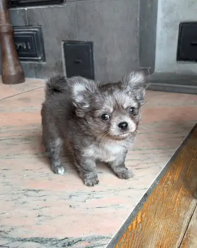 Top quality female longhair Chihuahua puppy!, View more