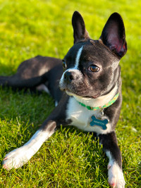 ** PENDING ** 6 month old Frenchton - for adoption