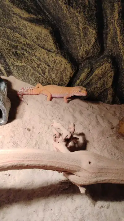 Gecko léopard, View more