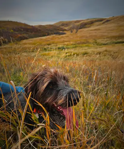 German Wirehaired Pointer, View more