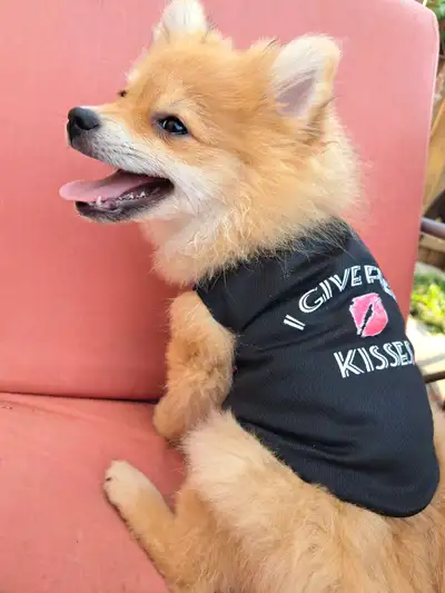 Orange male Pomeranian (last one) 3 months old, View more
