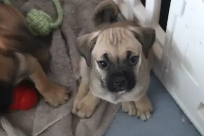 Puppies for Sale (8 Weeks Old), View more