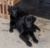 4 month old Black Lab/ Mastiff -German Shepherd puppies (2)