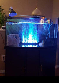 Reeves Turtle and Tank For  Sale