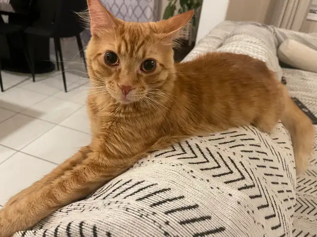 Looking for a new home for our cat, Simba!  in Cats & Kittens for Rehoming in Oakville / Halton Region - Image 2