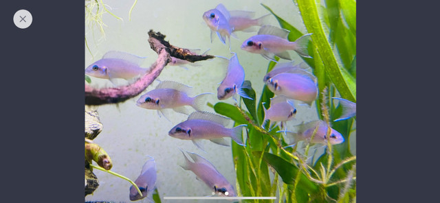 Brichardi Cichlids fish aquarium  dans Poissons à adopter  à Ville de Montréal - Image 3