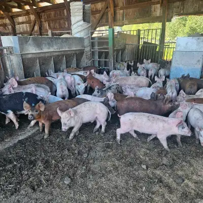 Weaner piglets, View more