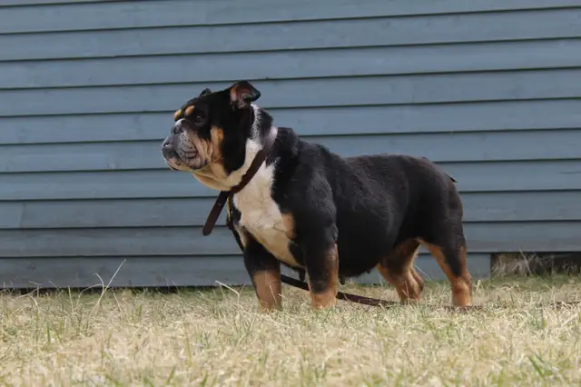 english bulldog / bouledogue anglais in Dogs & Puppies for Rehoming in Ottawa - Image 6