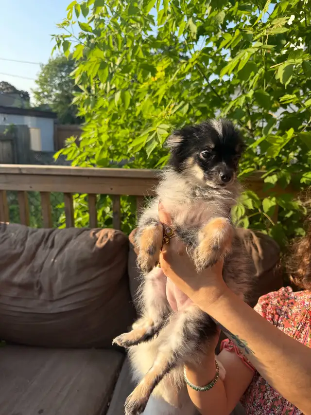 Mini Pomeranian for Sale in Dogs & Puppies for Rehoming in Hamilton - Image 5