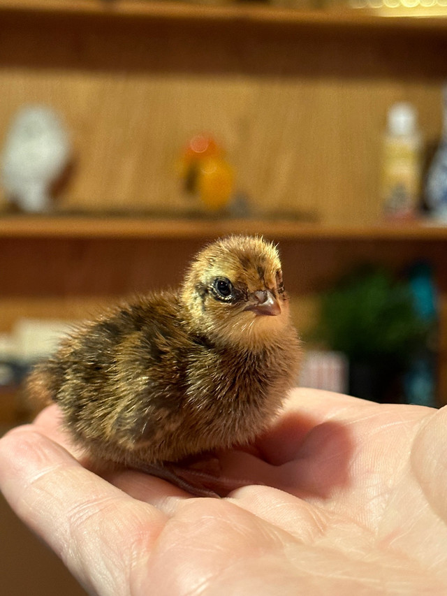 Preorders for Coturnix Quail - Celadon and Regular  in Livestock in Prince George - Image 4