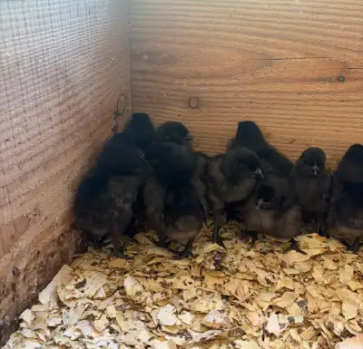 Ayam Cemani chicks. Straight run. Ages vary from a few days old to 3 weeks old.