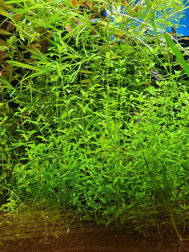8 types fresh aquarium plant trimmings + 2 floating plan in Fish for Rehoming in Oakville / Halton Region - Image 5