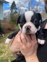 Frenchton puppies