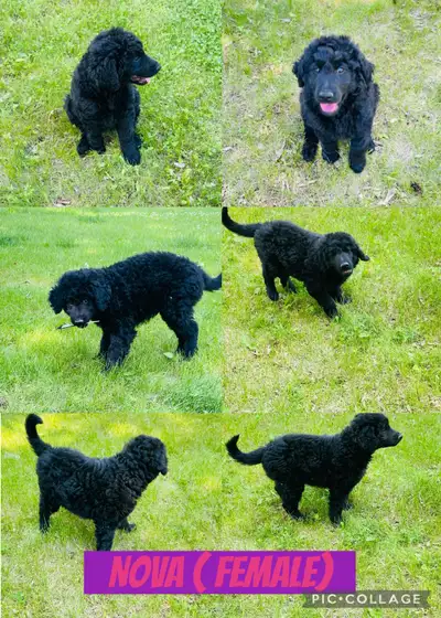 1 Left Double doodle ( Labradoodle x Aussiedoodle), View more