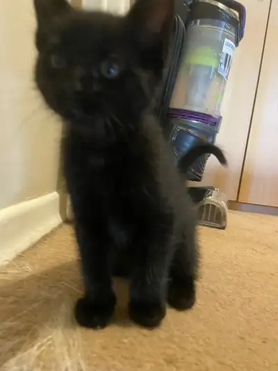 KITTENS $75 ONLY BLACK LEFT, View more