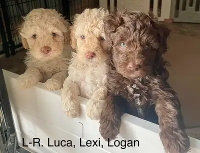 Mini Double Doodle Female Puppy - Health Tested Parents, View more