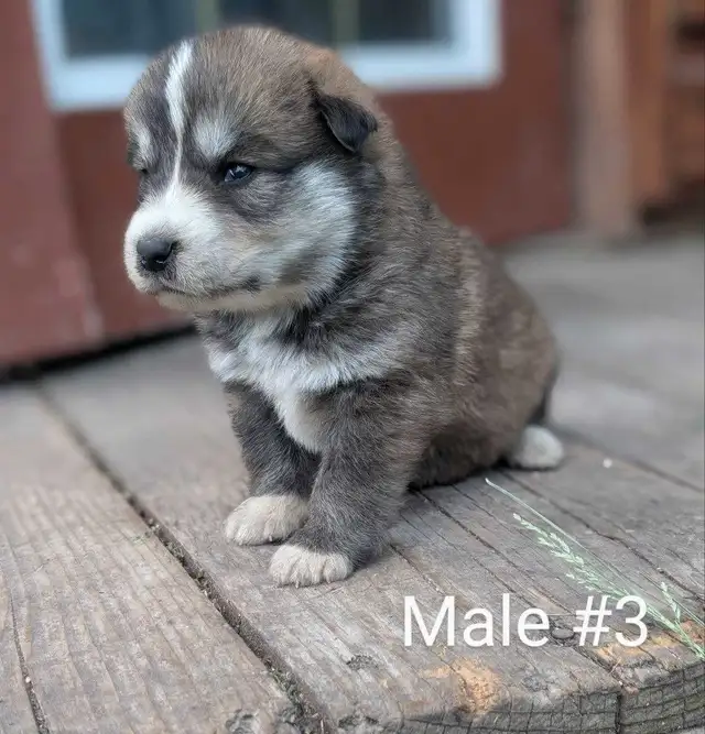 Mini Australian in Dogs & Puppies for Rehoming in Winnipeg - Image 4