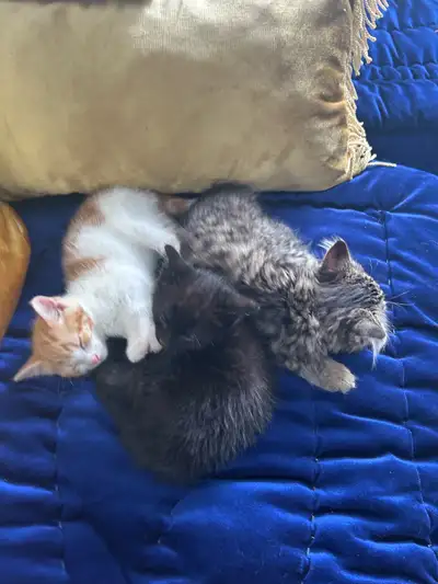 Adorable Kittens Looking for Loving Homes , View more