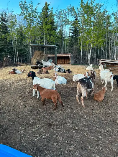 Nanny’s $300 Does $350 Doelings $ 300 Bucklings $250 Wethers $275 Heavy BOER KIKO. Located in VANDER...