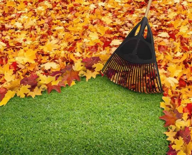 Fall Cleanups / leaf Raking / tree Pruning64219662989059120