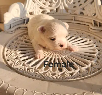 Adorable Pure Maltese Puppies , View more