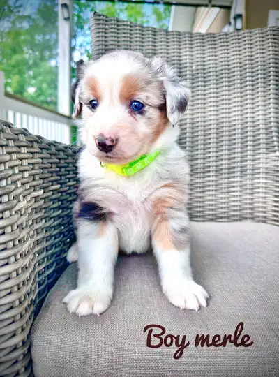 Australian shepherd puppies , View more