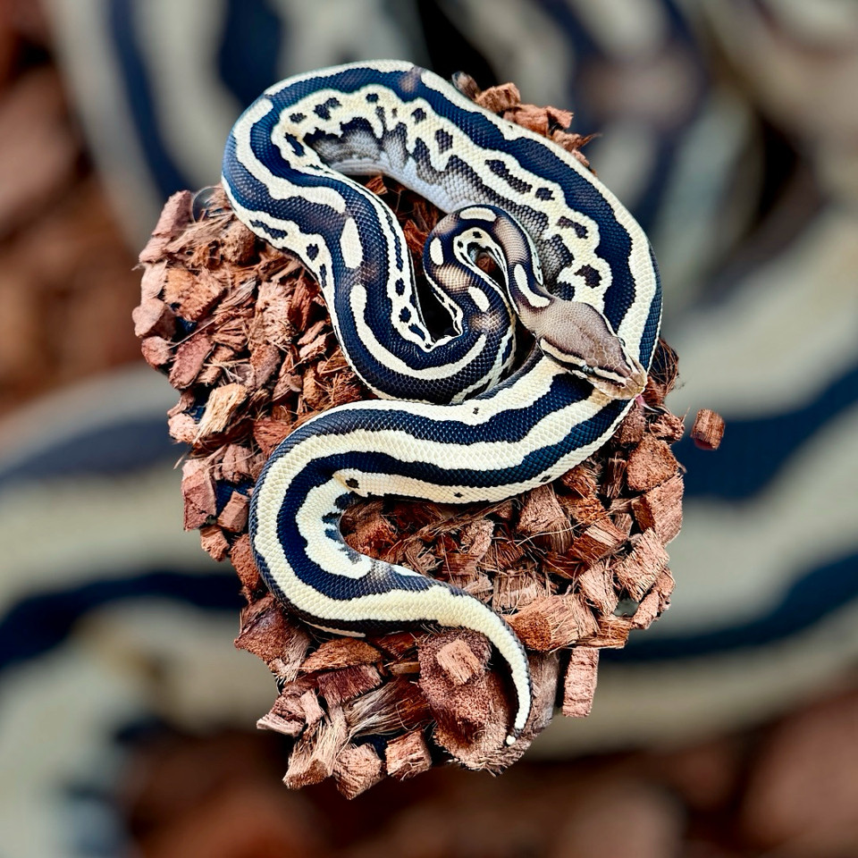 Ball Python | Reptiles & Amphibians for Rehoming | Moncton | Free local ...