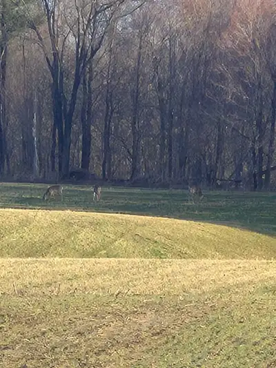 looking for pasture to rent, View more