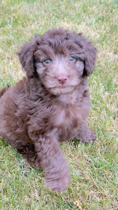 Toy poodle puppie, View more