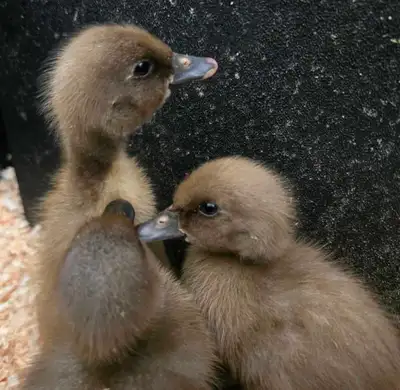 3 very cute indian runner ducklings left available. Will only sell all together. Come unsexed and he...
