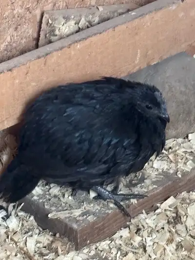 purebred Ayam Cemani rooster, View more