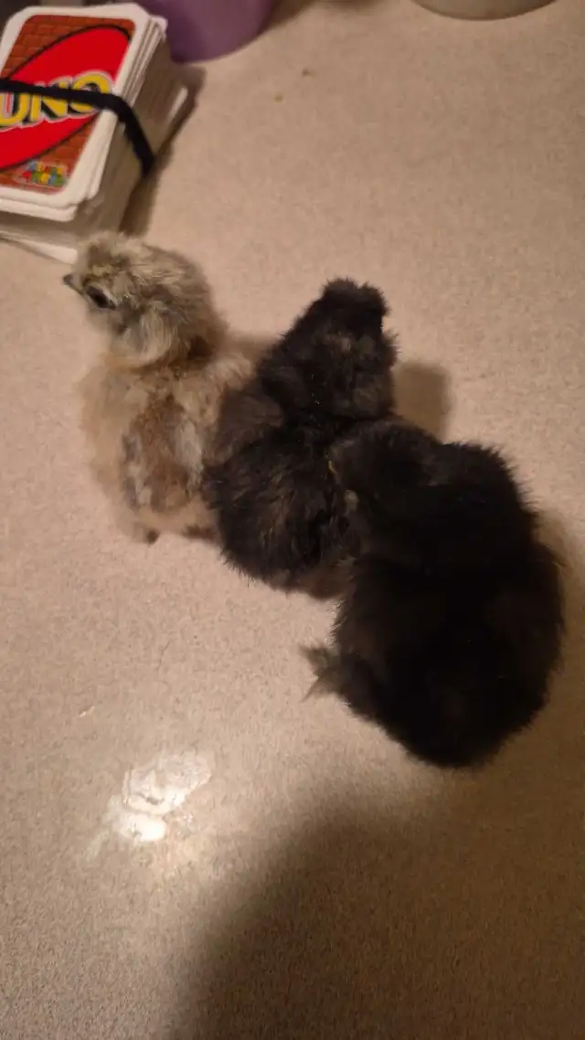 3 silkie chicks  in Livestock in Winnipeg - Image 2