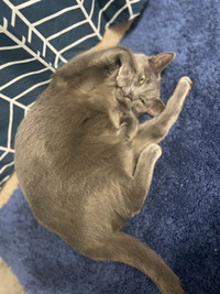Russian Blue Female 
