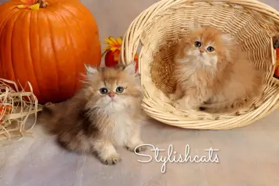 British Longhair Elite pets, View more