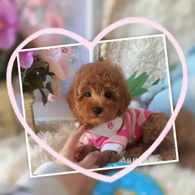 We have beautiful Teddy Bear poodle puppies, Price is different please read carefully Mini poodle ma...