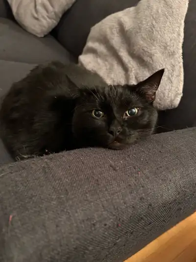 Sweet affectionate Male cat for Adoption, View more