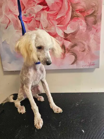 Third pup sold. Two toy poodles that are 6 months old. All looking for their new families. Had first...