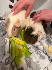 2 female Guinea pigs/cage and accessories included