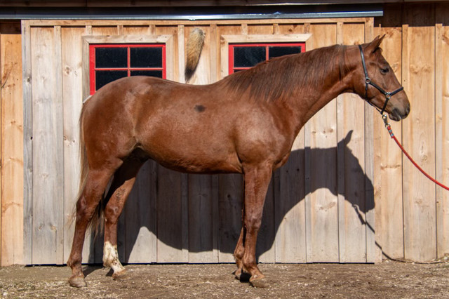2 year old Quarter Horse Stallion  in Horses & Ponies for Rehoming in Owen Sound - Image 3