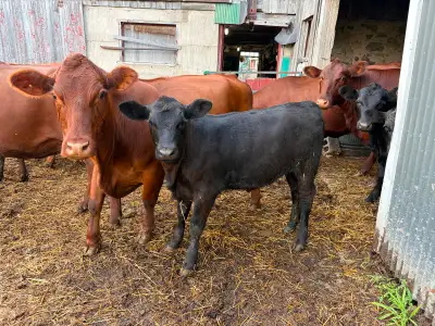 Angus calves, View more