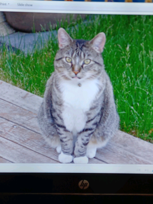 Reward - Missing 9 year old TOM Kitty in Meadowlark  in Lost & Found in Edmonton - Image 3