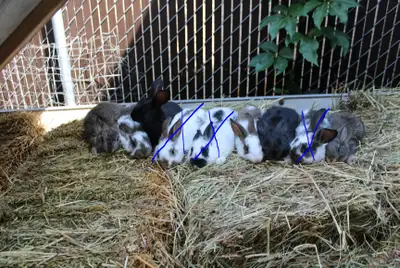 Adorable New Zealand Bunnies, View more