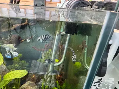 Beautiful Convict Cichlids – Healthy & Active, Ready for New Hom, View more