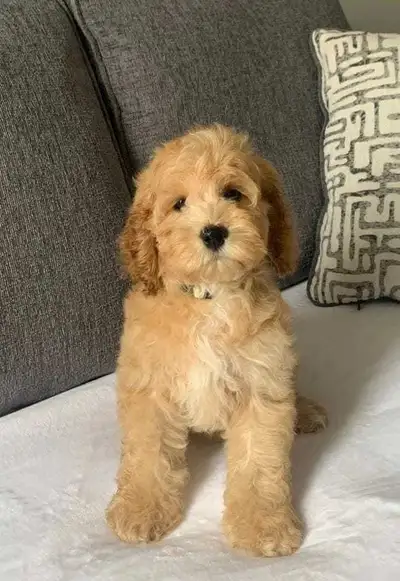 Female Cockapoo Puppies, View more