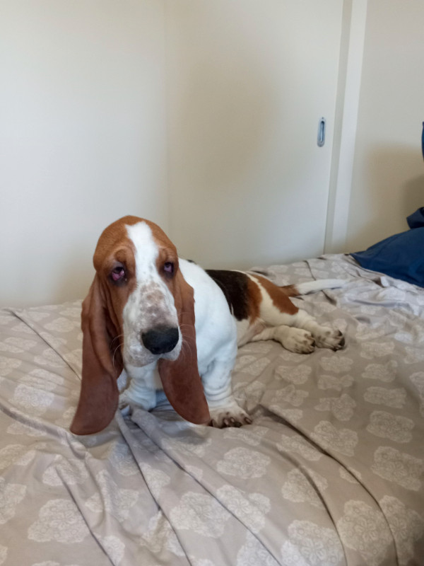 Basset Hound tricolore femelle a vendre Chiens et chiots à adopter Ville de Québec Kijiji