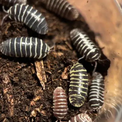 Armadillidium Maculatum “Zebra Mix” Isopods, View more